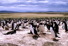 Falkland Islands